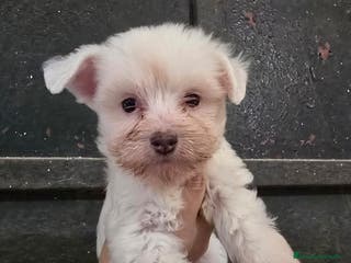 Perro Crestado Chino perros Camada Crestados Chinos - Anuncio 4