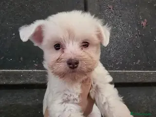 Perro Crestado Chino perros Camada Crestados Chinos - Anuncio 3