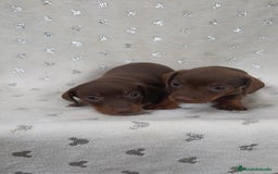 Teckel Miniatura perros en venta: Teckel Kanichen chocolate y mini pielbad  - Imagen 4
