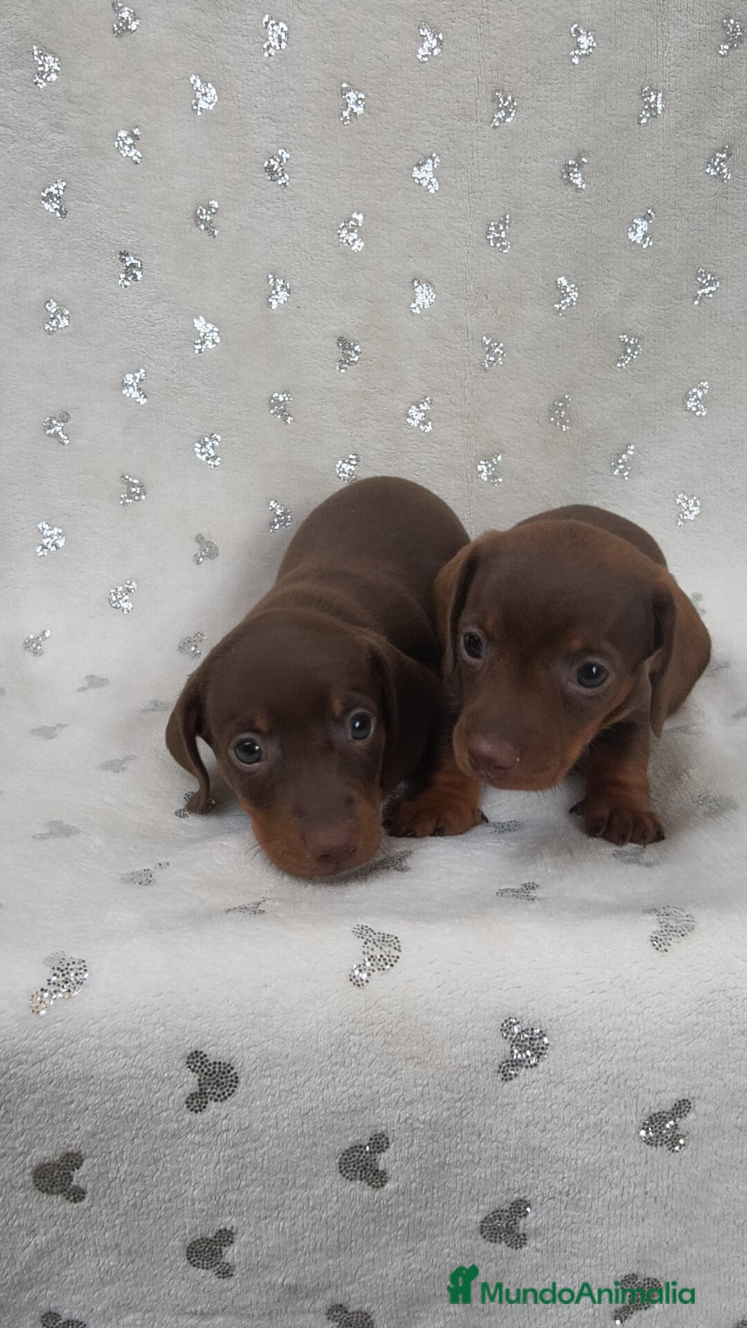 Teckel Miniatura perros en venta: Teckel Kanichen chocolate y mini pielbad  - Imagen 4