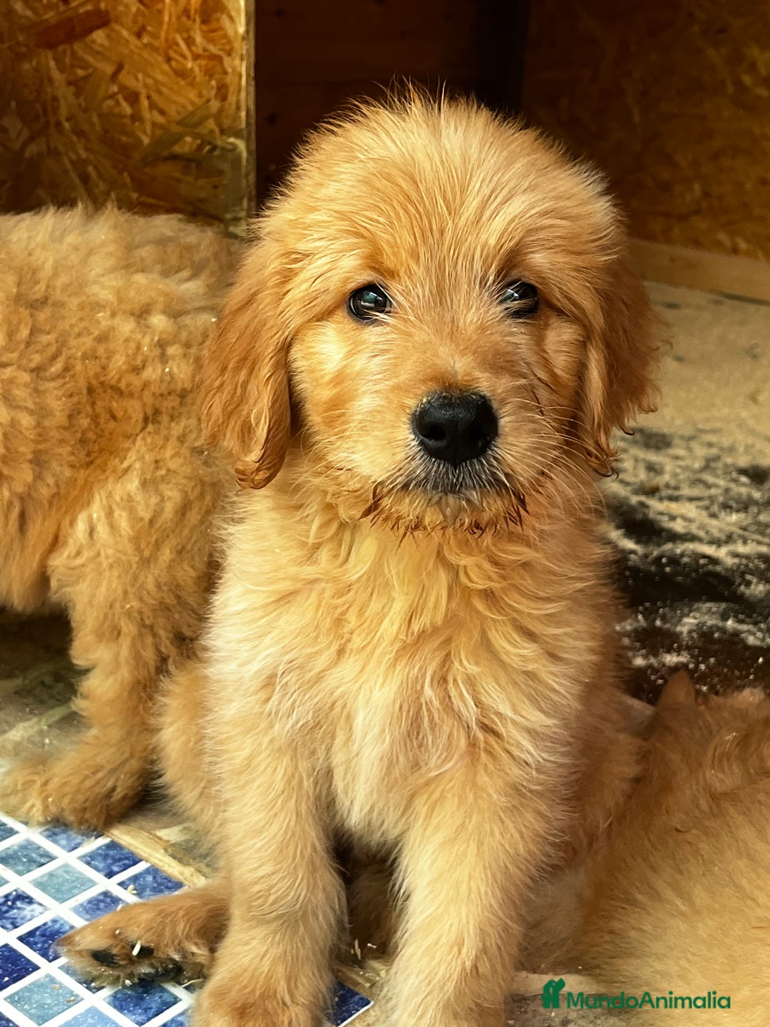 Goldendoodle perros en venta: Goldendoodle  - Imagen 6