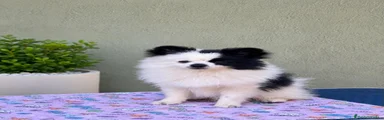 Pomerania 3