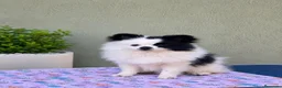 Pomerania perros en venta: Pomerania - Anuncio 4