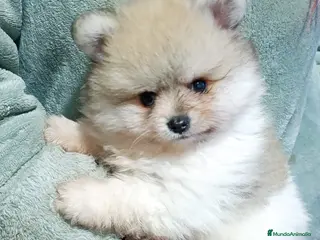 Pomerania perros Pomeranian - Anuncio 1
