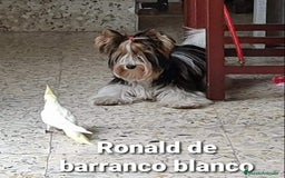 Biewer Yorkshire Terrier a la Pom Pon perros para monta: Biewer con pedigree - Imagen 3