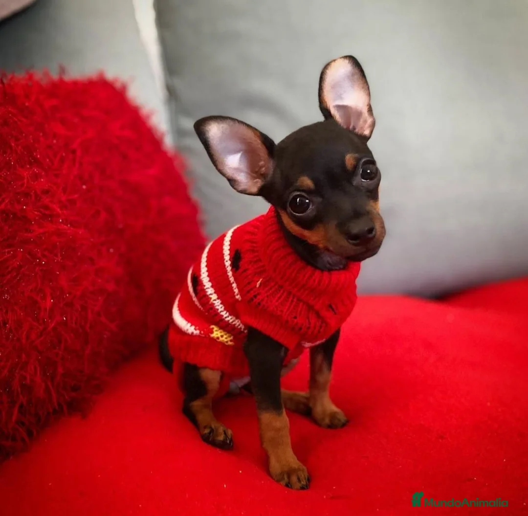 Ratón de Praga perros en venta: Ratón de Praga  - Anuncio 1