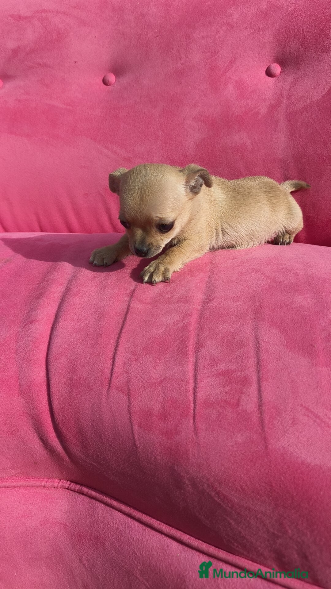 Chihuahua perros en venta: Chihuahua hembra disponible  - Anuncio 6