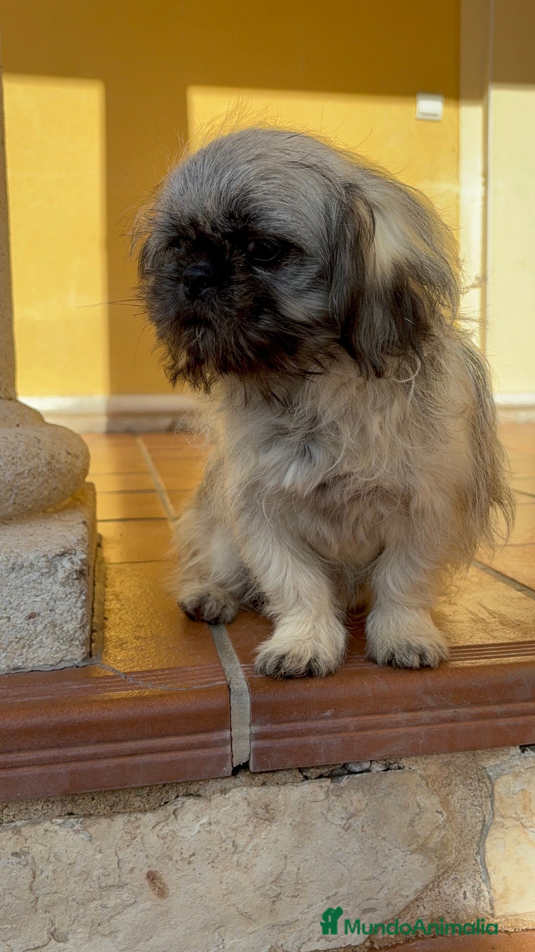 Pekinés perros en venta: Pekines imperial hembra preciosa  - Anuncio 5