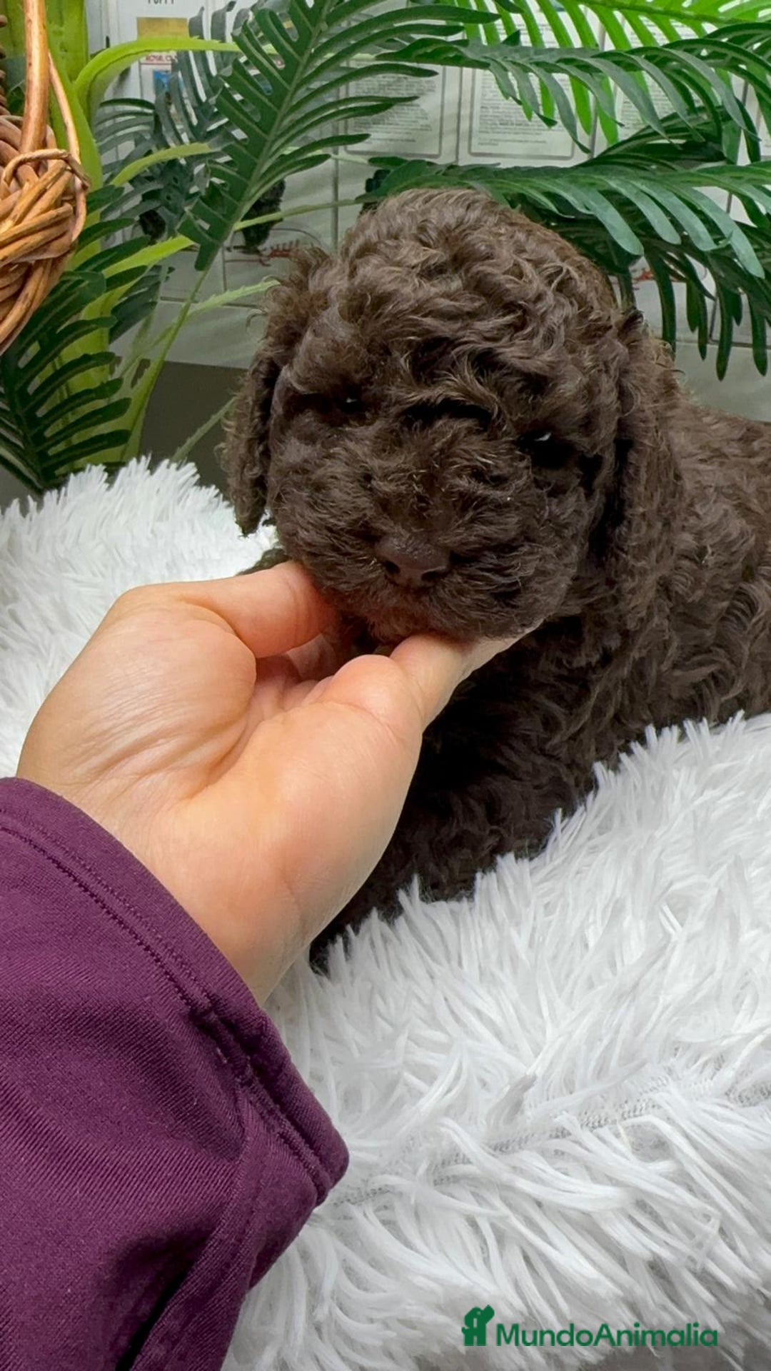 Perro de Agua Español perros en venta: PERRO DE AGUA ESPAÑOL MACHO - Anuncio 4