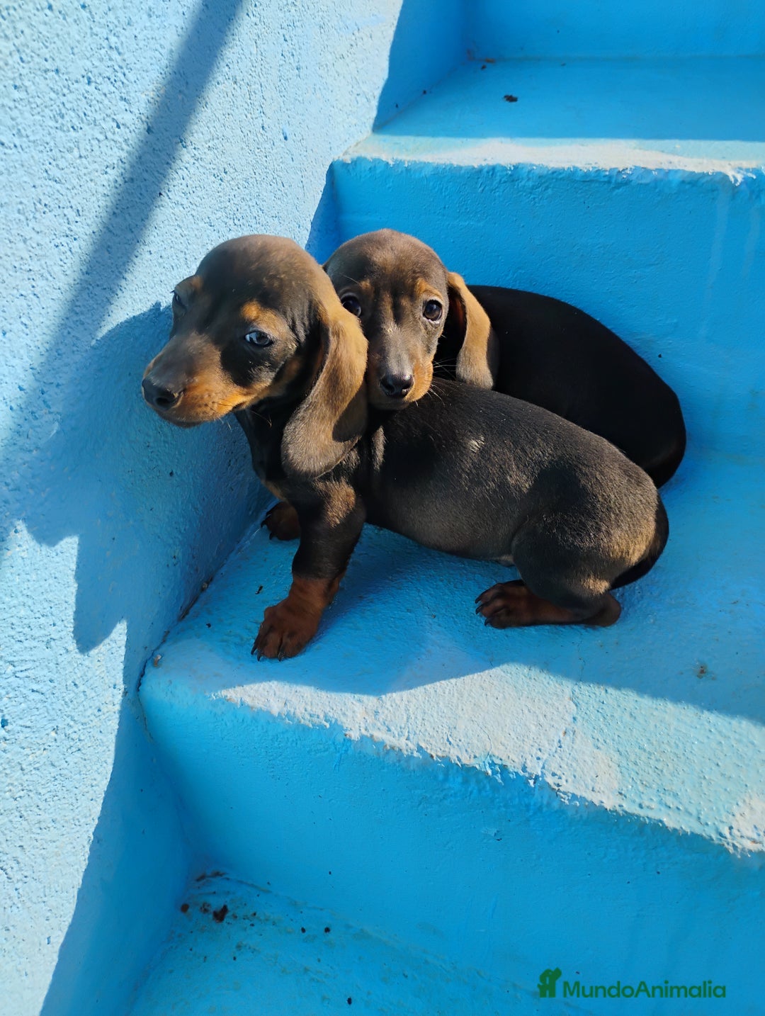 Teckel Miniatura perros en venta: Machos teckel miniatura pelo corto  - Anuncio 4