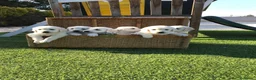 Golden Retriever perros en venta: Cachorros golden con pedigree  - Anuncio 4