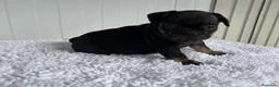 Bulldog Francés perros en venta: Bulldog frances Exotic - Anuncio 5