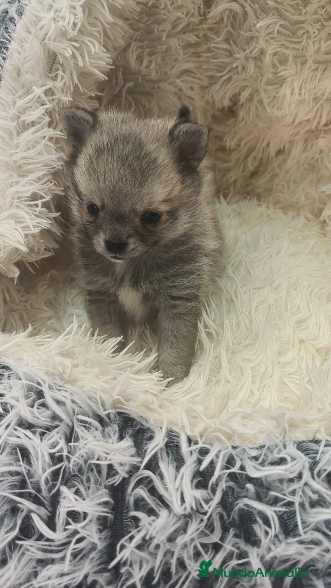 Raza Mixta perros en venta: Yorkchi (Padre yorkshire & Madre chihuahua) - Anuncio 2