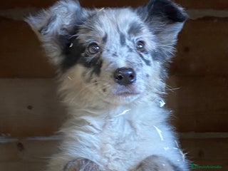 Border Collie perros en Salamanca - Anuncio 13