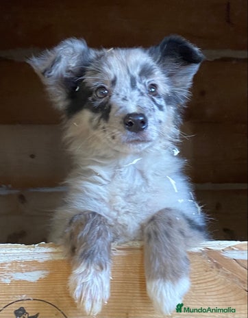Border Collie perros en Salamanca - Anuncio 1