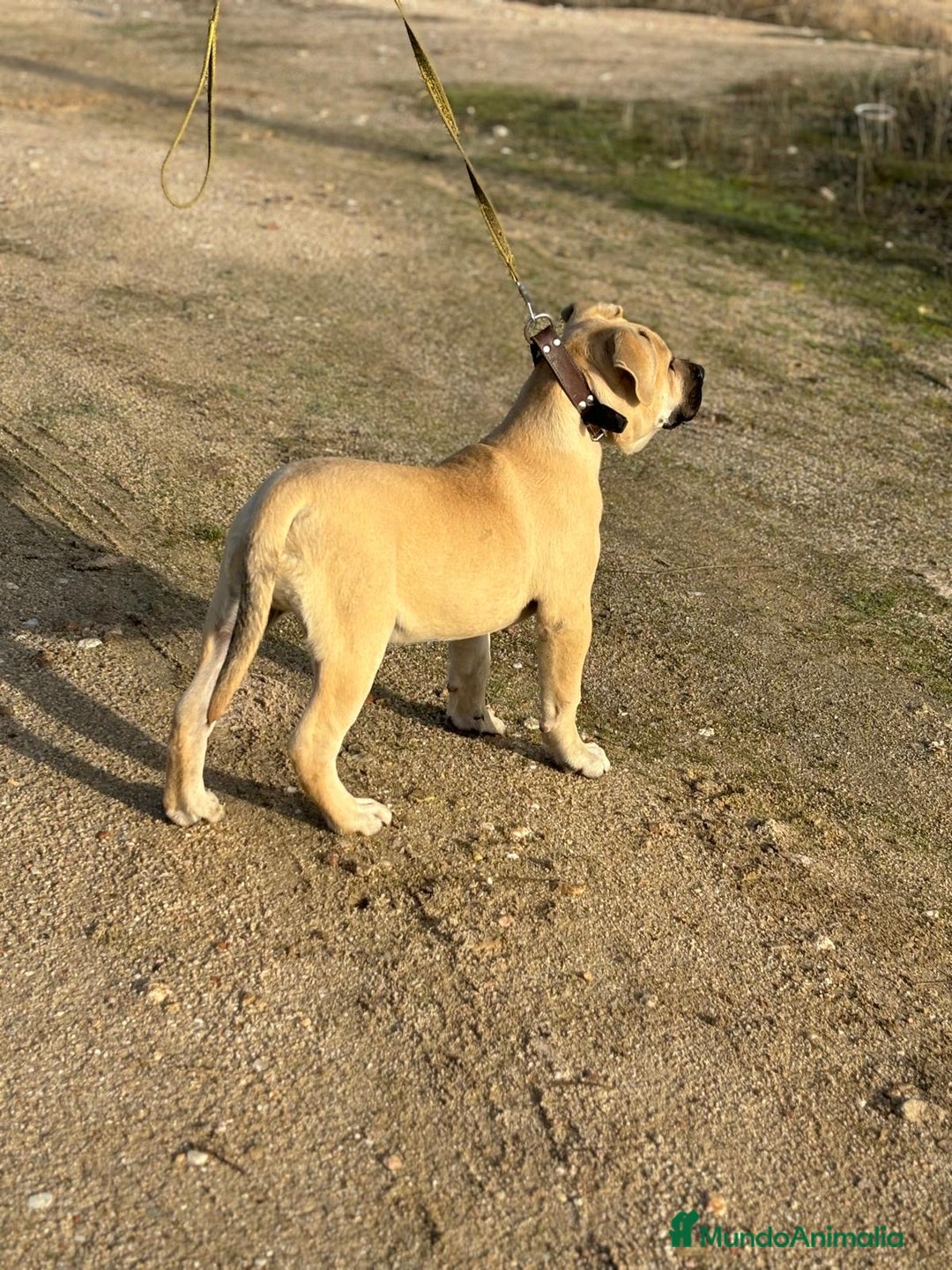 Presa Canario perros en venta: Cachorro macho presa canario - Anuncio 6
