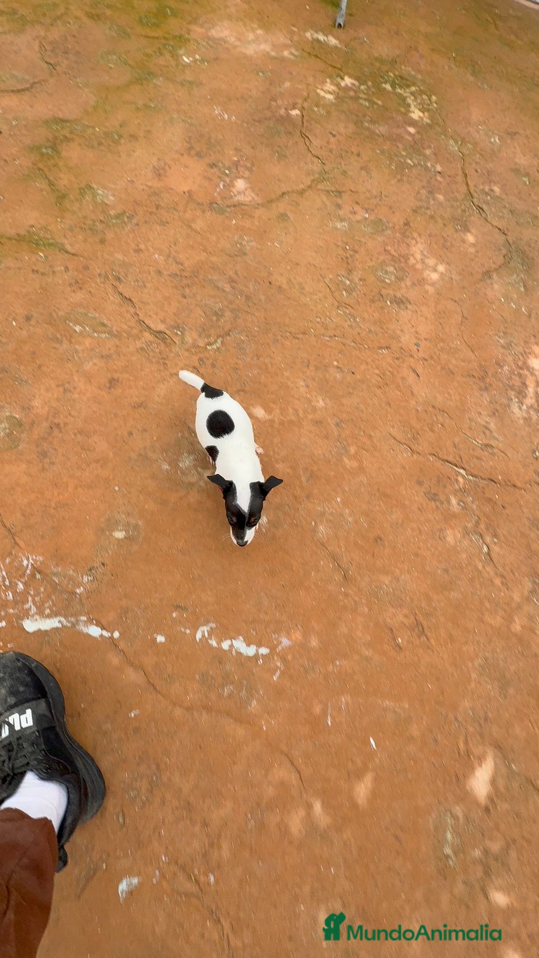 Jack Russell Terrier perros en venta: Jack Russell  - Anuncio 7