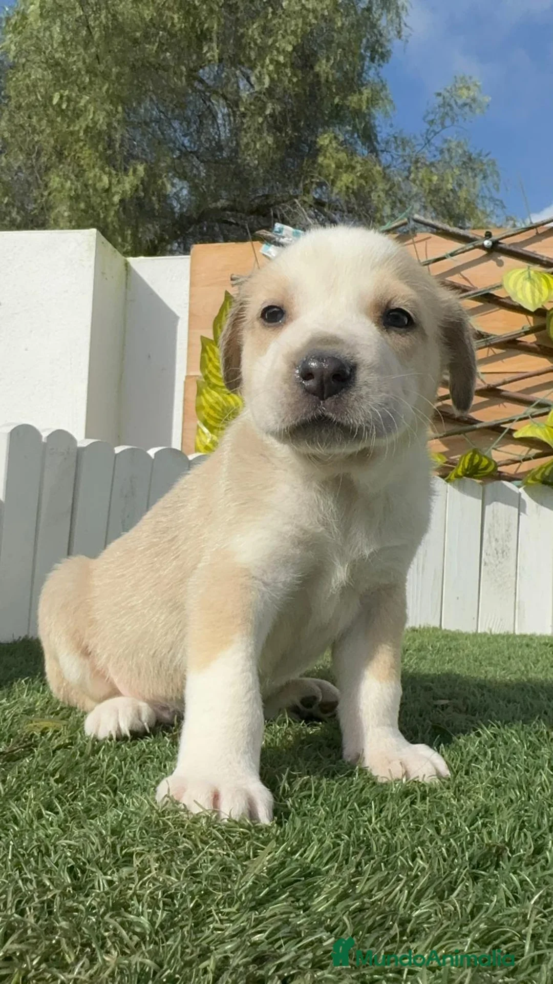 Mastín Español perros en venta: MASTIN ESPAÑOL - Anuncio 12