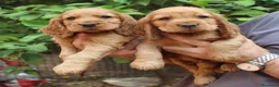 Cocker Spaniel Inglés perros en venta: Cachorros cocker spaniel inglés  - Anuncio 6