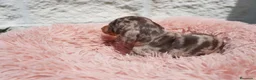 Teckel Miniatura perros en venta: Teckel miniatura arlequín  - Anuncio 4