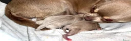 Chihuahua perros en venta: CHIHUAHUAS THELUXEPUPPYS - Anuncio 2