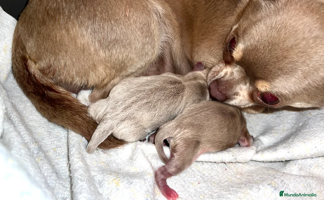 Chihuahua perros en venta: CHIHUAHUAS THELUXEPUPPYS - Anuncio 2