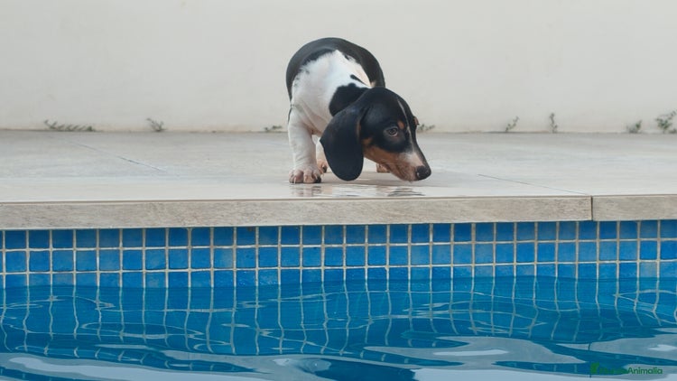 Teckel Miniatura perros - Anuncio 15