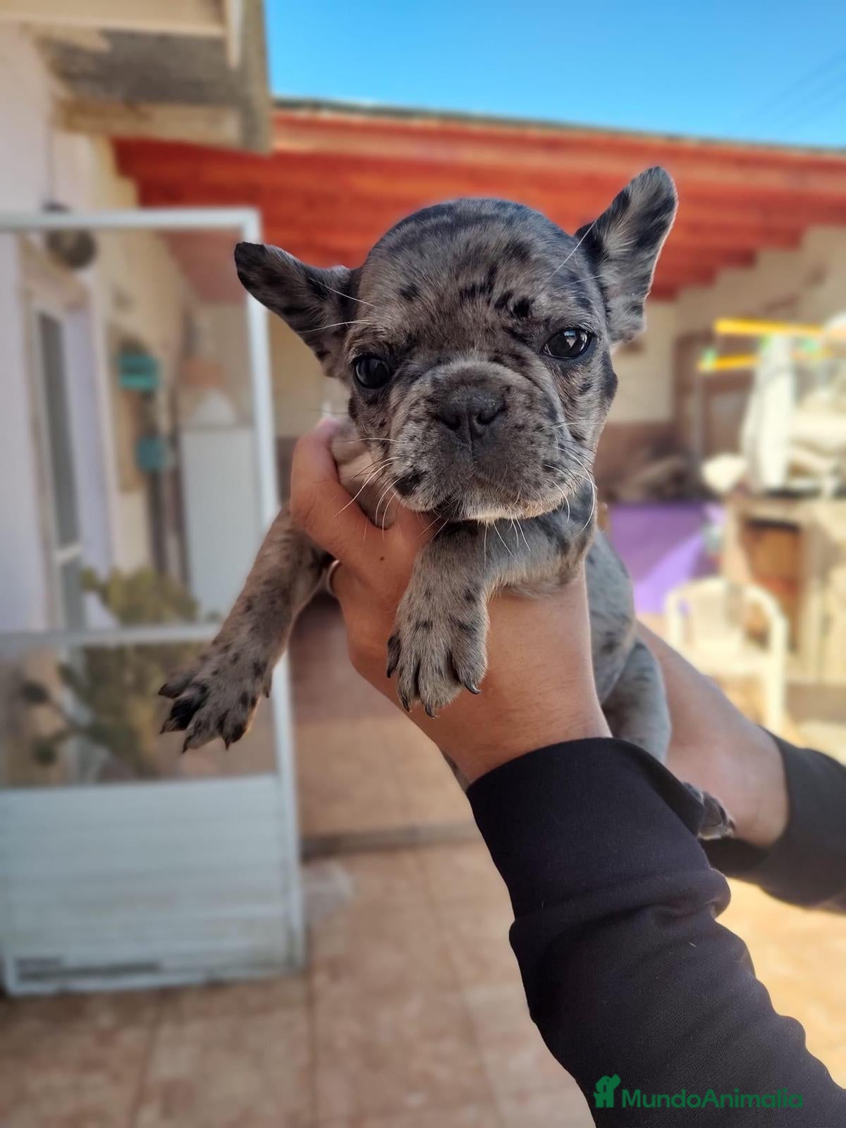 Bulldog Francés perros BULLDOG FRANCÉS ////MEJOR SELECCIÓN NACIONAL - Anuncio 2