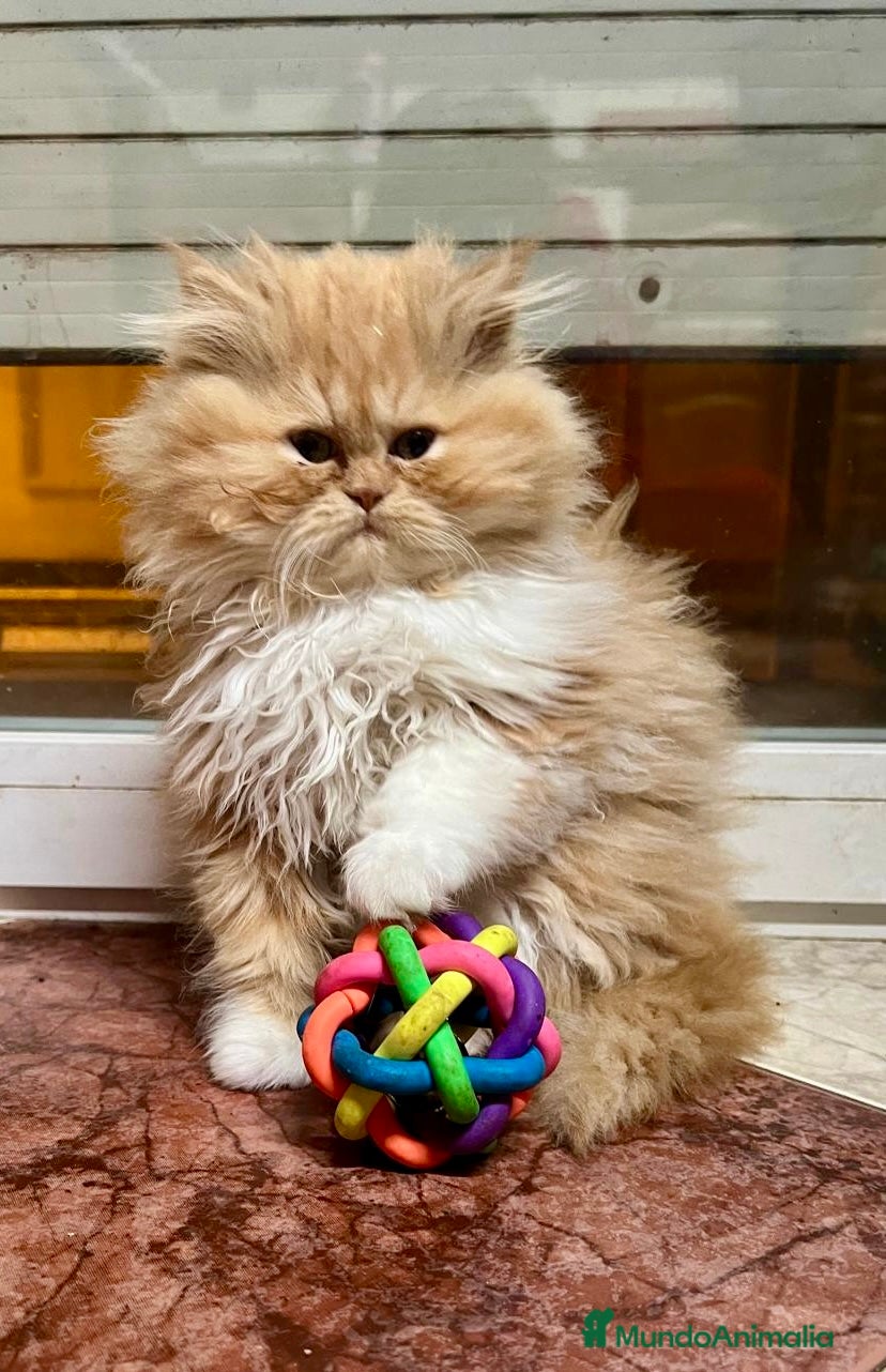 Persa gatos Gatitos persa americanos - Anuncio 1