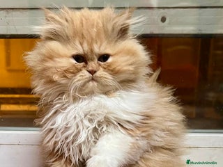 Persa gatos Gatitos persa americanos - Anuncio 1