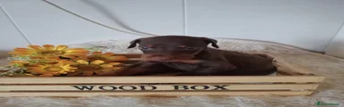 Dobermann 3