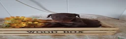 Dobermann perros en venta: Doberman  - Anuncio 5