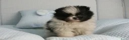 Pomerania perros en venta: CACHORROS DE POMERANIA  - Anuncio 19