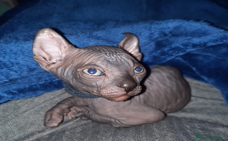 Sphynx gatos Sphynx pura razs - Anuncio 8