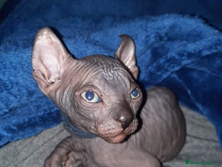 Sphynx gatos Sphynx pura razs - Anuncio 5