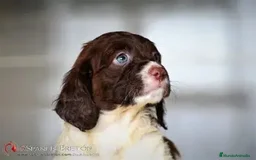 Épagneul Breton perros en venta: BRETON ENTREGA INMEDIATA - Imagen 1