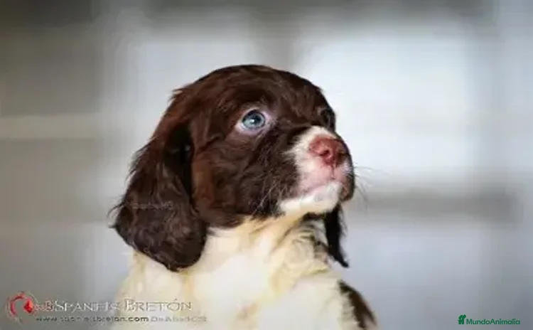 Épagneul Breton perros - Anuncio 1