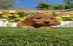 Otras razas perros en venta: Cockapoo hembra - Imagen 6