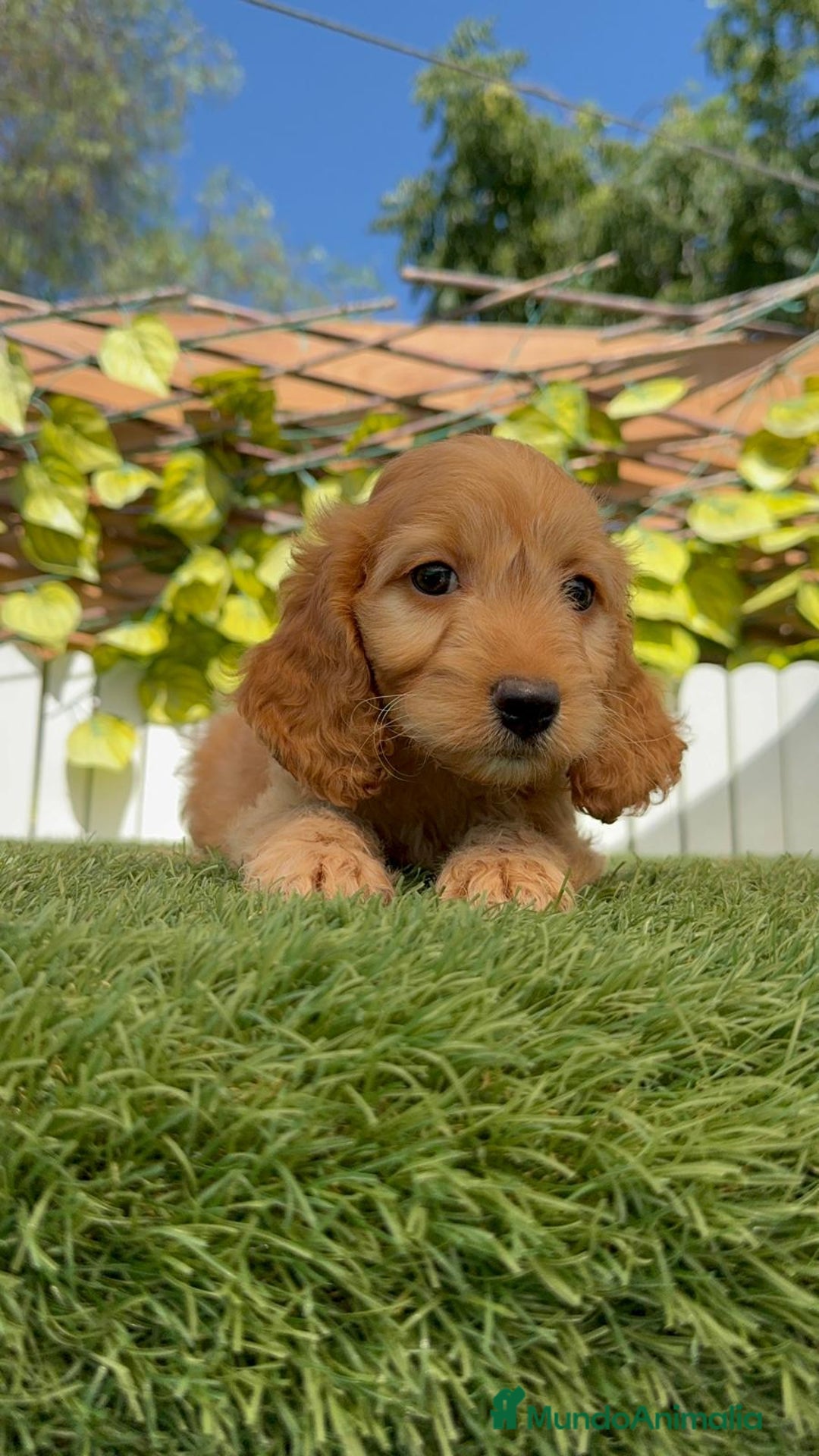 Otras razas perros en venta: Cockapoo hembra - Imagen 6