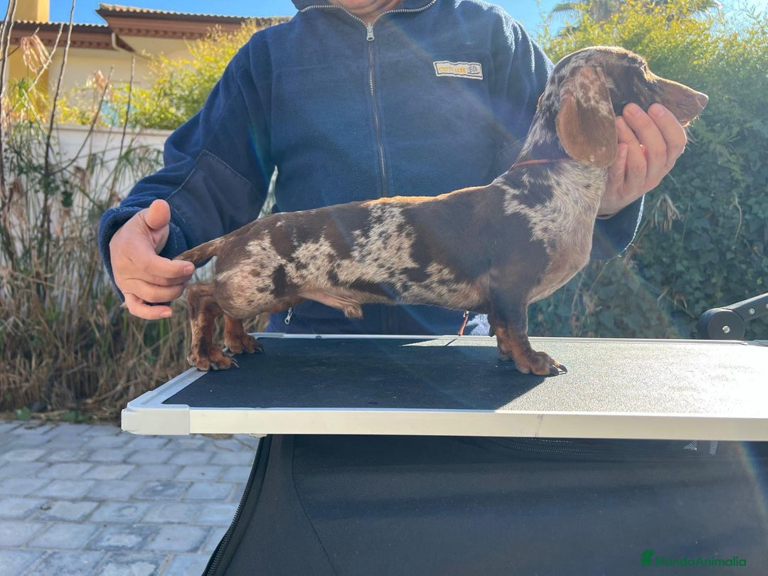 Teckel perros para monta: Teckel arlequín para montas - Anuncio 4