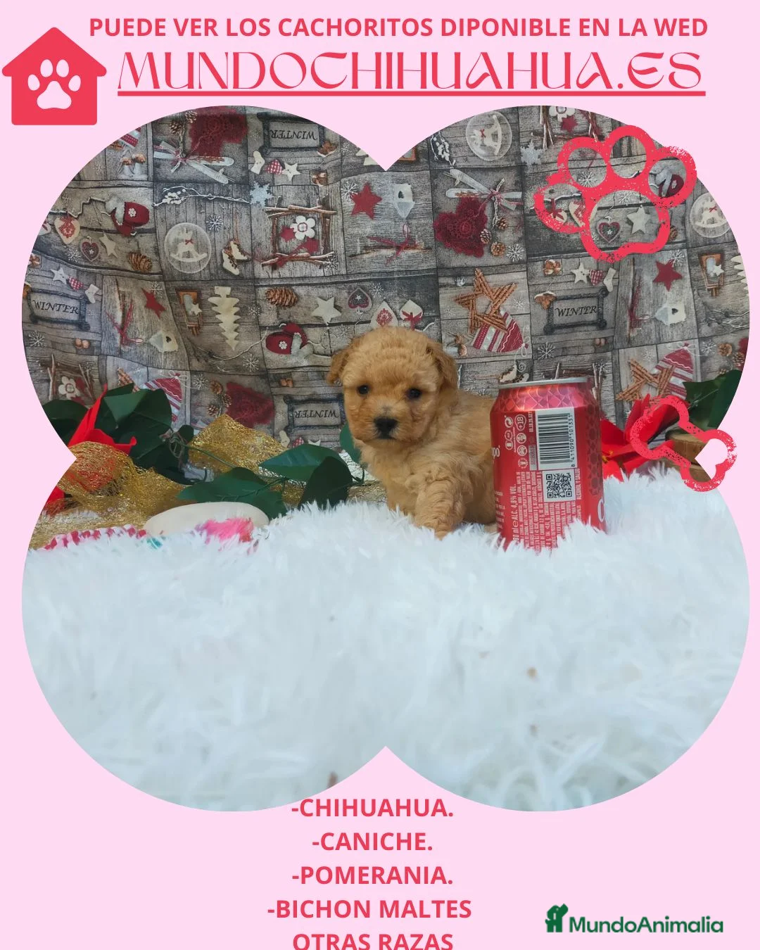 Caniche Toy perros en venta: IMPRESIONANTES CANICHES LINEA TOY  - Anuncio 25