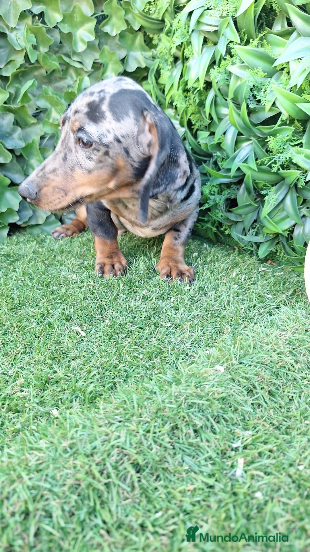 Teckel perros Teckel arlequin macho - Anuncio 1