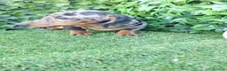 Teckel perros en venta: Teckel arlequin macho - Anuncio 1