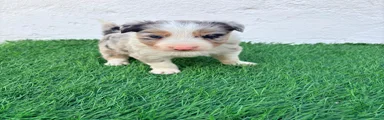 Border Collie 1