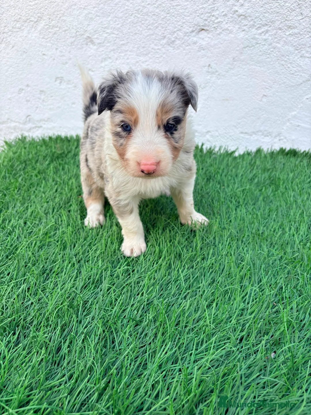 Border Collie perros en venta: Border Collie tri merle blue choco - Anuncio 16