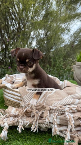 Chihuahua perros en Asturias - Anuncio 20