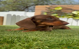 Teckel perros en venta: TECKEL HEMBRA CHOCOLATE MINIATURA  - Imagen 11