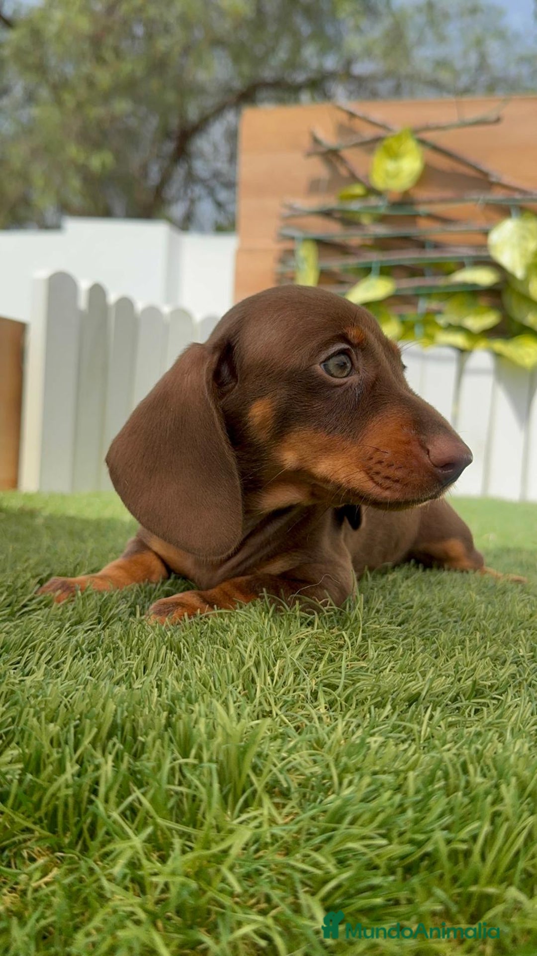 Teckel perros en venta: TECKEL HEMBRA CHOCOLATE MINIATURA  - Imagen 11