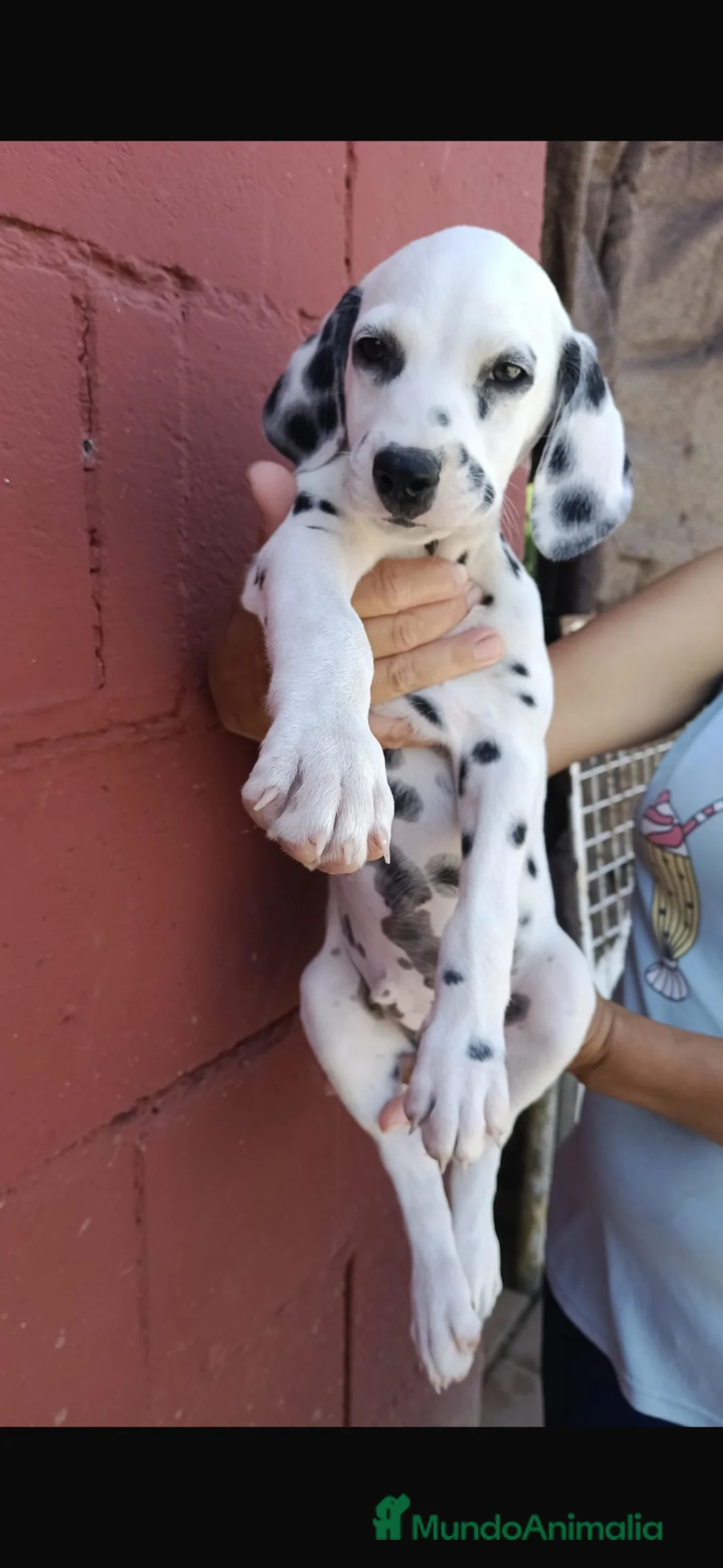 Dálmata perros en venta: Último Dalmata disponible 🐶🐾 en Córdoba - Anuncio 1