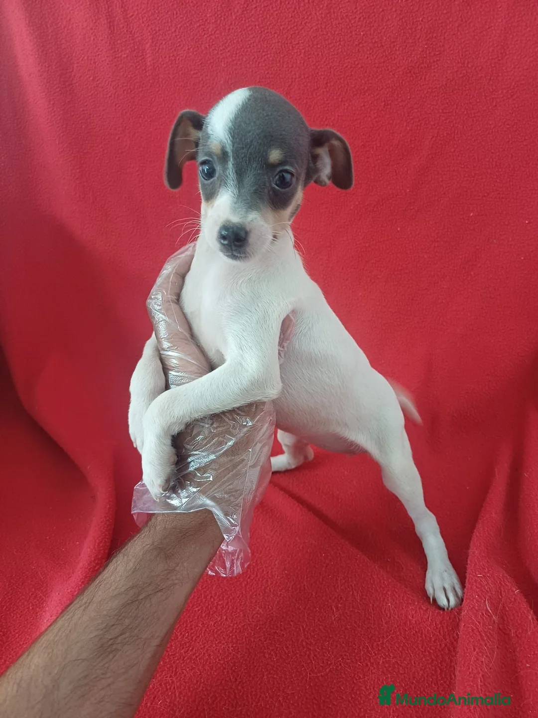 Ratonero Bodeguero Andaluz perros en venta: Bodeguero Andaluz Blue - Anuncio 2